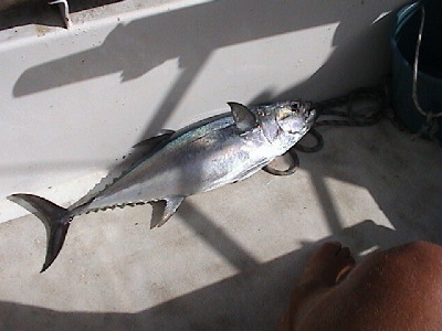 Gelbfinnenthunfisch