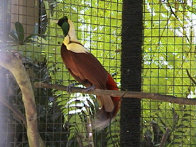 Cendravasi, der Paradiesvogel